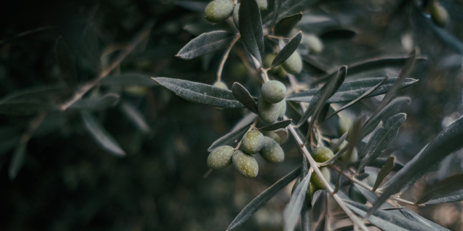 Olíva olaj